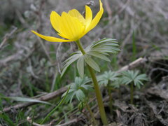 Eranthis longistipitata