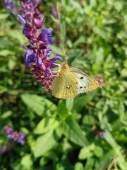 Colias poliographus