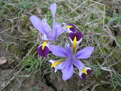 Iris kolpakowskiana