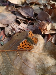 Polygonia c-aureum