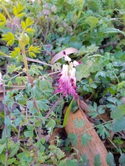 Fumaria capreolata