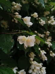 Philadelphus schrenkii