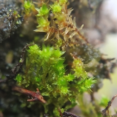 Bryum barnesii