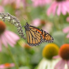 Danaus plexippus