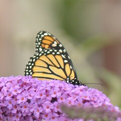 Danaus plexippus