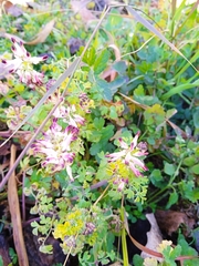 Fumaria capreolata