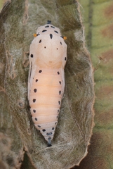 Odontoptilum angulata