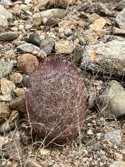 Echinomastus erectocentrus erectocentrus
