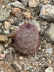 Echinomastus erectocentrus erectocentrus