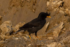 Acridotheres grandis