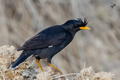 Acridotheres grandis