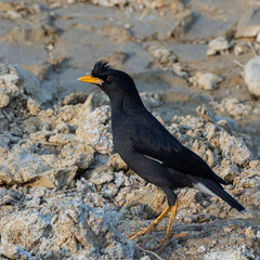 Acridotheres grandis