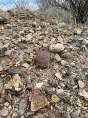 Echinomastus erectocentrus erectocentrus
