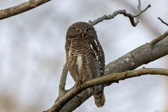 Glaucidium cuculoides