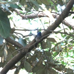 Hypothymis azurea oberholseri