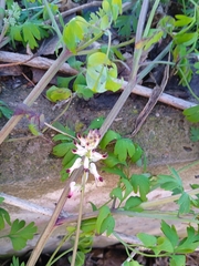 Fumaria capreolata