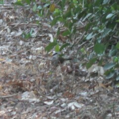 Pomatorhinus musicus