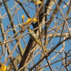 Zosterops simplex simplex