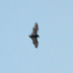 Pipistrellus abramus