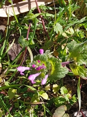 Lamium amplexicaule