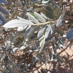 Sophora inhambanensis