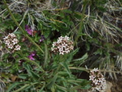 Valeriana carnosa