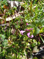 Lamium amplexicaule
