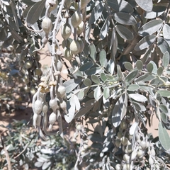 Sophora inhambanensis