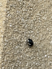 Tritomegas bicolor