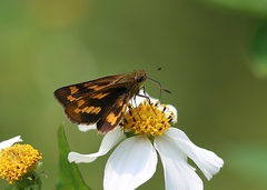 Potanthus pseudomaesa