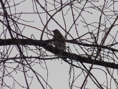 Turdus pilaris