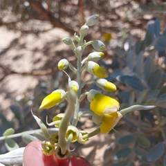 Sophora inhambanensis