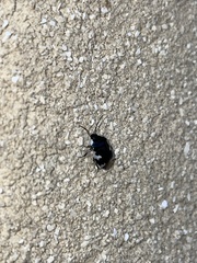 Tritomegas bicolor