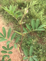 Tephrosia pedicellata