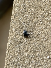 Tritomegas bicolor