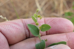 Cocculus hirsutus