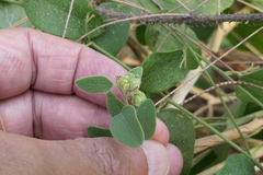 Cocculus hirsutus