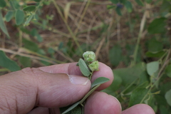 Cocculus hirsutus