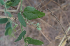 Cocculus hirsutus