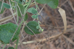 Cocculus hirsutus
