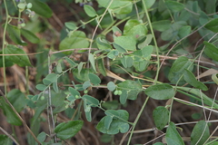 Cocculus hirsutus