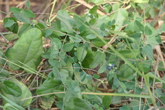 Cocculus hirsutus
