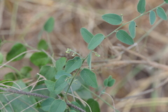 Cocculus hirsutus