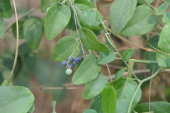 Cocculus hirsutus