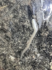 Phyllodocida