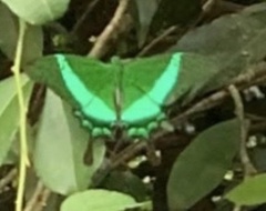 Papilio palinurus
