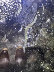 Phyllodocida