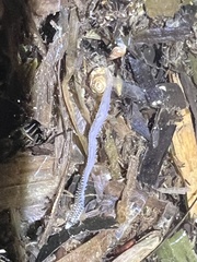 Phyllodocida
