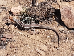 Gerrhosaurus flavigularis