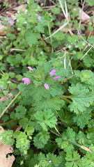 Lamium hybridum